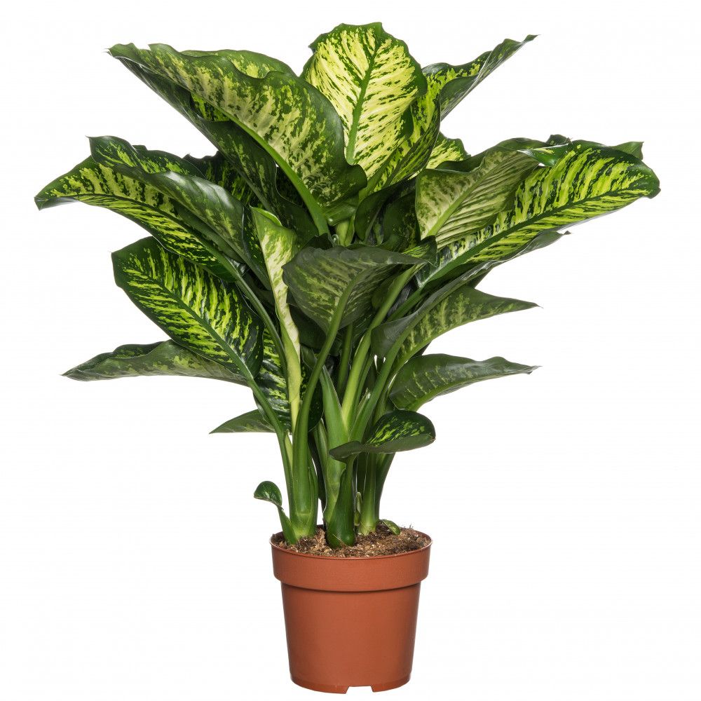 Dieffenbachia (Dieffenbachia seguine 'Maroba') D 21 H 90 cm
